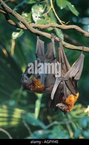 Kalong, flying dog, grand flying fox (Pteropus vampyrus), deux animaux suspendu à la branche, probablement plus grande espèce de chauve-souris, Indo Banque D'Images