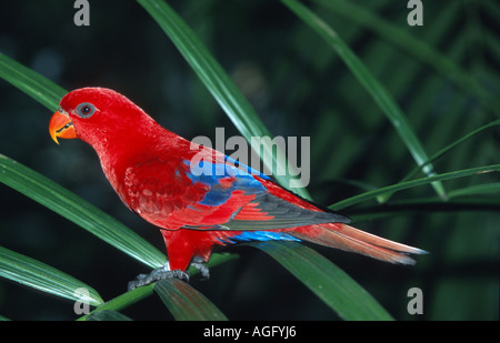 Lory rouge (Eos bornea), Indonésie, Bornéo Banque D'Images