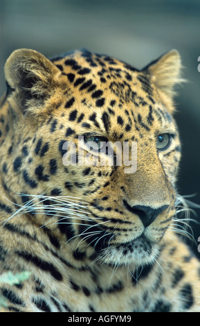 Amur Leopard (Panthera pardus orientalis), portrait Banque D'Images