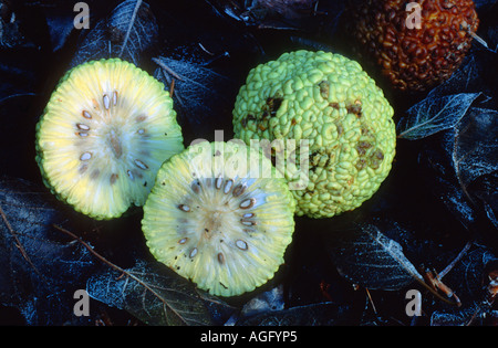 Maclura pomifera osage (orange), de fruits mûrs Banque D'Images