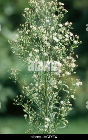 Horseweed vergerette du Canada, (Conyza canadensis), infrutescence Banque D'Images