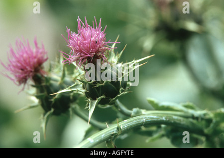 Bienheureuse milkthistle, dame de Pitcher, le chardon-Marie (Silybum marianum), les inflorescences (capitules) Banque D'Images