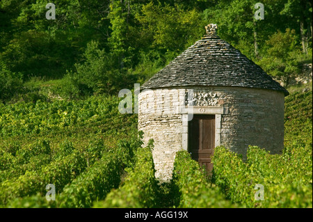 VINEYARD - Savigny-les-Beaune - Bourgogne - France Banque D'Images