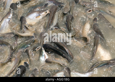 Thaïlande Bangkok rivière Chao Phraya Pangasius sanitwongsei poisson géant Banque D'Images