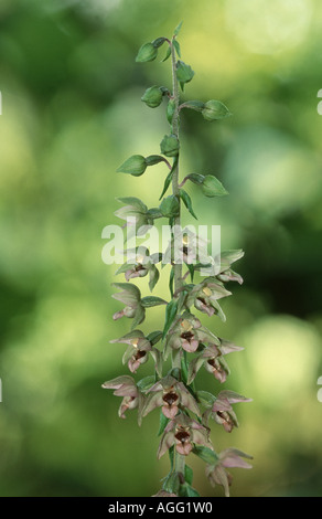 Cephalanthère à large, de l'Est (helleborine Epipactis helleborine), inflorescence, Allemagne, Rhénanie du Nord-Westphalie Banque D'Images