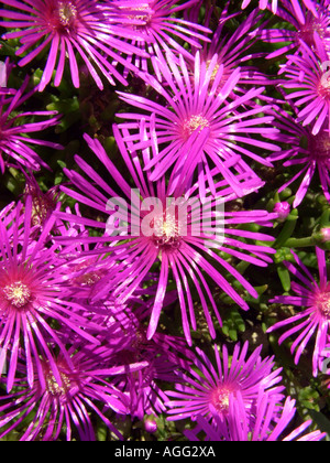 Hardy usine à glace (Delosperma cooperi), fleurs Banque D'Images
