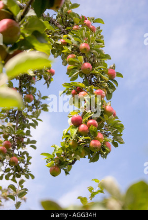 Une branche chargée de pommes mûres dans un apple ferme sur l'île de Vancouver, Colombie-Britannique. Banque D'Images