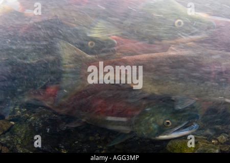 Close up underwater beaucoup de saumons rouges dans Chine Poot Creek Péninsule Kenai en Alaska Banque D'Images