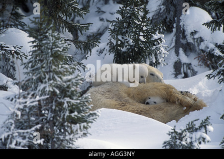 Mère Ours polaire oursons câlins ensemble en forêt Printemps Canada Churchill Banque D'Images