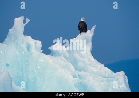 Pygargue perchée sur l'Iceberg SE Tracy Arm AK gués d'été la terreur Wilderness Area Banque D'Images