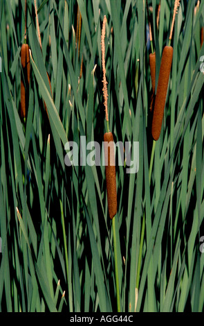 Les quenouilles le long d'un bord d'Étangs Banque D'Images