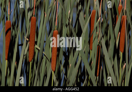 Les quenouilles le long d'un bord d'Étangs Banque D'Images