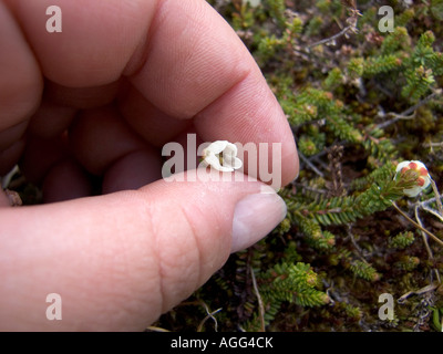 Gros plan du hand holding Alaska Moss Heather wildflower Palmer Creek Péninsule Kenai AK de l'été Banque D'Images