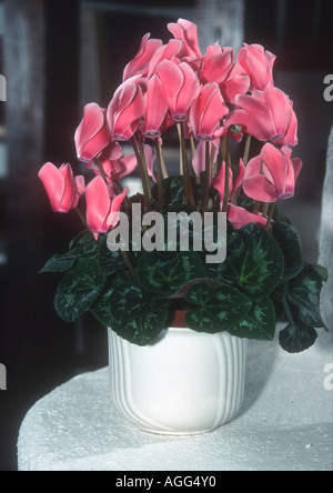 Les fleuristes Cyclamen (Cyclamen persicum-Hybride), en pot plante à fleurs roses Banque D'Images