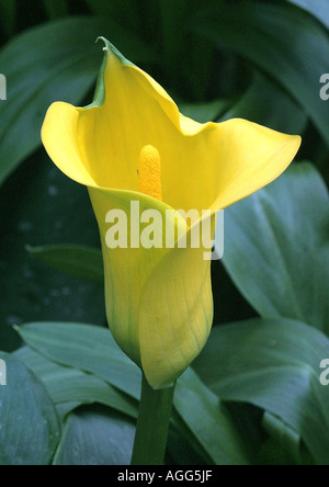 (Zantedeschia Zantedeschia spec.), avec des fleurs jaunes Banque D'Images