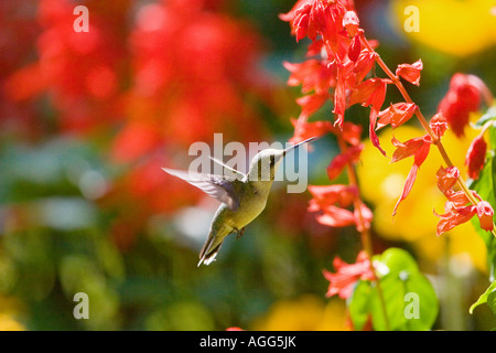 Colibri à gorge rubis planant au féminin Banque D'Images