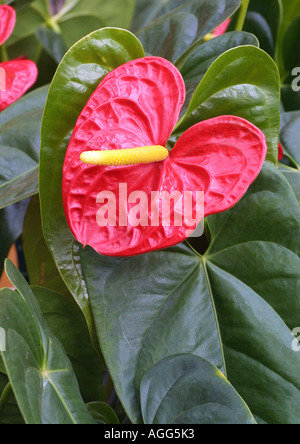 Grande plante (Anthurium andreanum flamingo-Hybride), blooming Banque D'Images