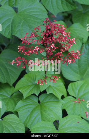 Clerodendrum paniculatum pagode (fleurs), inflorescence Banque D'Images