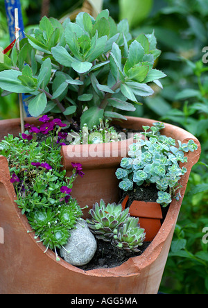 Plante en pot plantes grasses différentes Banque D'Images