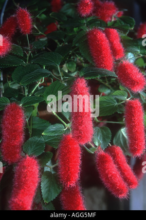 Des quenouilles, le rouge queue chatons, nain plante Chenille rouge, l'usine de quenouilles (le hispaniolae, le pendula), blooming Banque D'Images