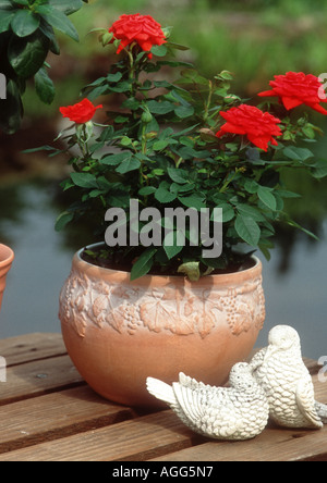 Ange rose (Rosa chinensis var. minima), roses rouges en fleurs dans un pot Banque D'Images