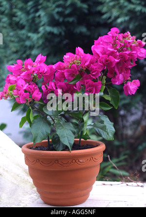 L'usine de papier, quatre-o'clock (Bougainvillea glabra 'Sanderiana'), plante avec des bractées colorées dans un pot Banque D'Images