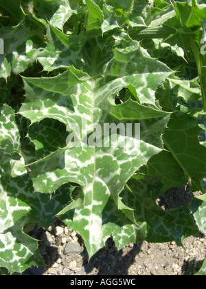 Bienheureuse milkthistle, dame de Pitcher, le chardon-Marie (Silybum marianum), leaf Banque D'Images