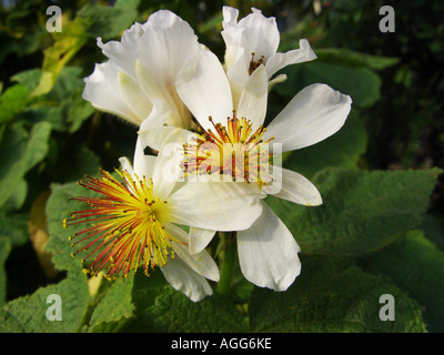 Le Chanvre, de l'Afrique de l'hémérocalle (Sparrmannia africana Chanvre africaine), fleurs Banque D'Images