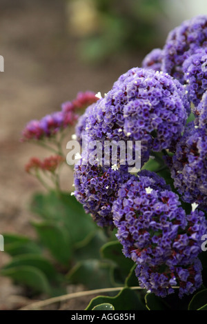 Photo Gros plan d'une plante avec fleurs violettes communes le long de la côte sud de la Californie et Baja Banque D'Images