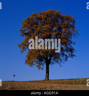 Arbre de chêne en automne (Alamy AGG915 AGG917 AGG91D, ainsi que la composition des 4 saisons A0HT76). Photo par Willy Matheisl Banque D'Images