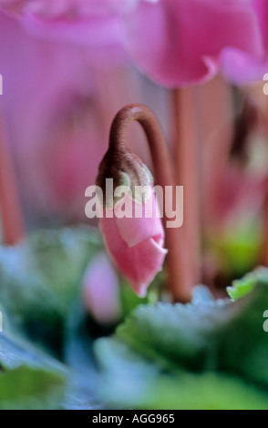 Cyclamen Hederifolium Primulacea rose bud Banque D'Images