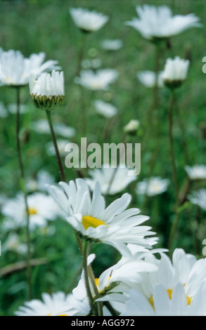 Un champ d'Ox Eyed Daisies Banque D'Images