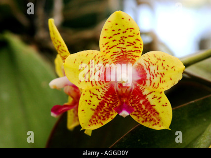 Orchidée jaune avec des taches rouges et star shape Banque D'Images