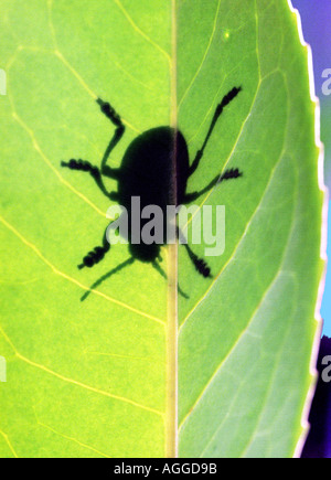 Ombre d'un bug on a leaf Banque D'Images