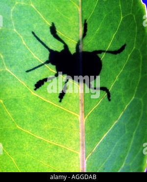 Ombre d'un bug on a leaf Banque D'Images