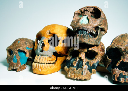 Couple de primates préhistoriques (Homo Erectus, Homo Ergaster, Homo Rudolfensis, Homo habilis, Homo) Neanderthaleusis Banque D'Images