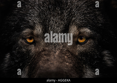 Wolf (alfa) mâle sur watch, Kolmården Wildlife Park, Suède Banque D'Images