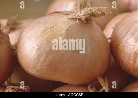 Allium cepa Aggregatum (groupe) 'Red Sun'. Ensembles prêts pour la plantation d'échalotes Banque D'Images