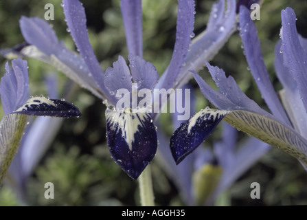 Iris reticulata 'Marquerite'. Banque D'Images