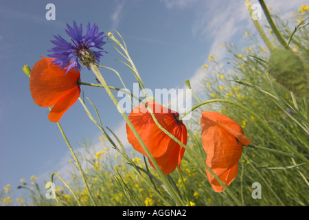 Pavot coquelicot, commun, rouge coquelicot (Papaver rhoeas), trois fleurs de pavot, l'Allemagne, la Saxe, Vogtland. Banque D'Images