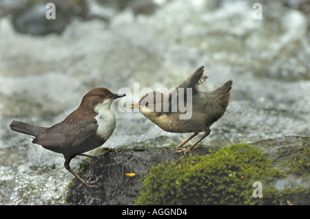 Balancier (Cinclus cinclus), nourrir les jeunes oiseaux adultes, l'Allemagne, à l'Est de la Westphalie, 05 avr. Banque D'Images