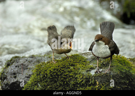 Balancier (Cinclus cinclus), avec des oiseaux adultes jeune oiseau mendier de la nourriture, de l'Allemagne, à l'Est de la Westphalie, 05 avr. Banque D'Images