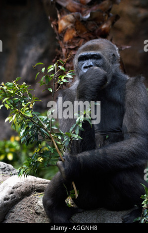 Jeune gorille en captivité, Zoo de Ueno, Tokyo, Japon Banque D'Images