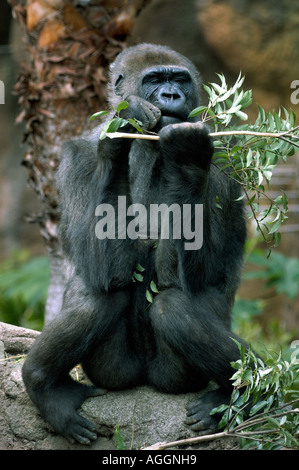 Jeune gorille en captivité, Zoo de Ueno, Tokyo, Japon Banque D'Images