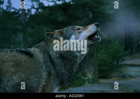 Loup hurlant, Kolmården Wildlife Park, Suède Banque D'Images