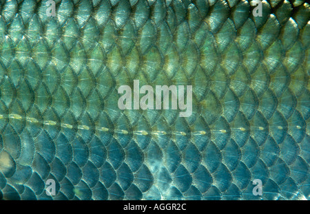 Roach, Balkan le gardon (Rutilus rutilus, Leuciscus rutilus), détail d'échelles, de l'Allemagne. Banque D'Images