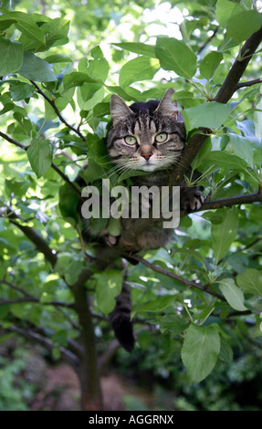 Chat dans un arbre Banque D'Images