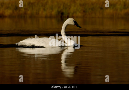 Le Cygne Yellowstone NP USA Banque D'Images