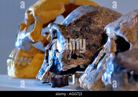 Couple de primates préhistoriques (de gauche à droite : Neanderthaleusis Homo, Homo Erectus, Homo Rudolfensis) Banque D'Images