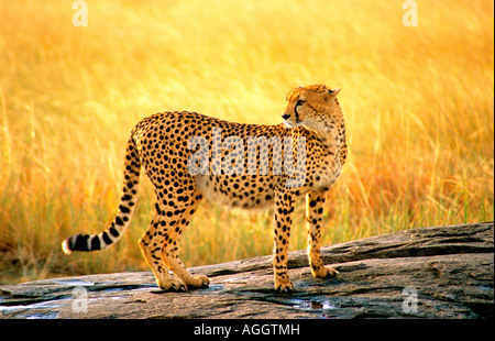 Cheetah posant sur un éperon rocheux dans le Masai Mara Kenya Afrique Banque D'Images